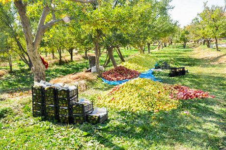 برداشت سیب از باغات روستای عمارت - قوچان